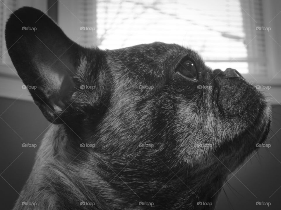 Black and White Brutus