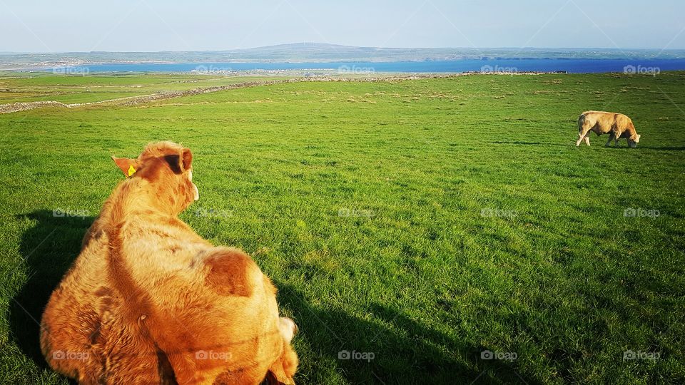 an irish cow enjoying the beautiful view