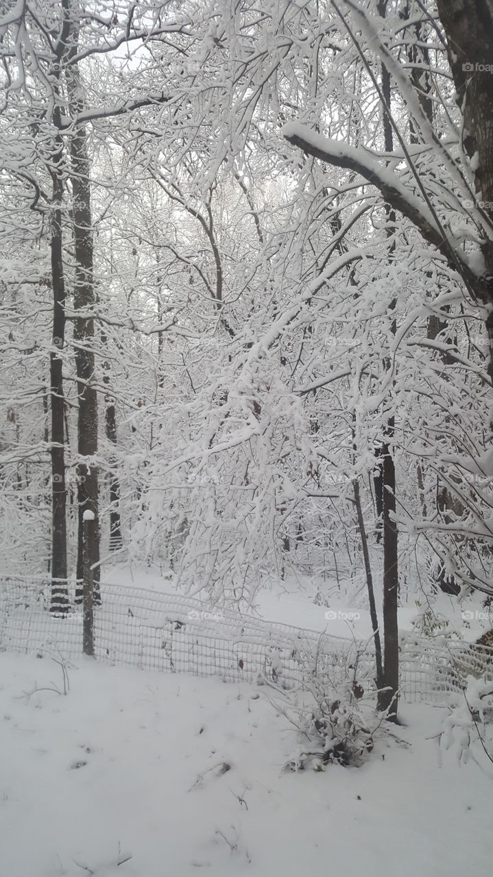 Alabama Snowfall
