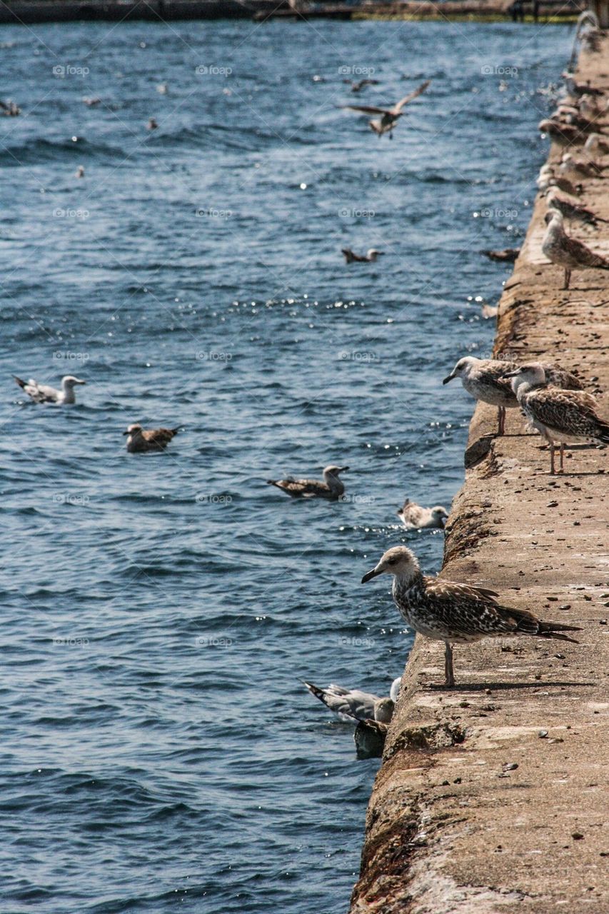 seagulls