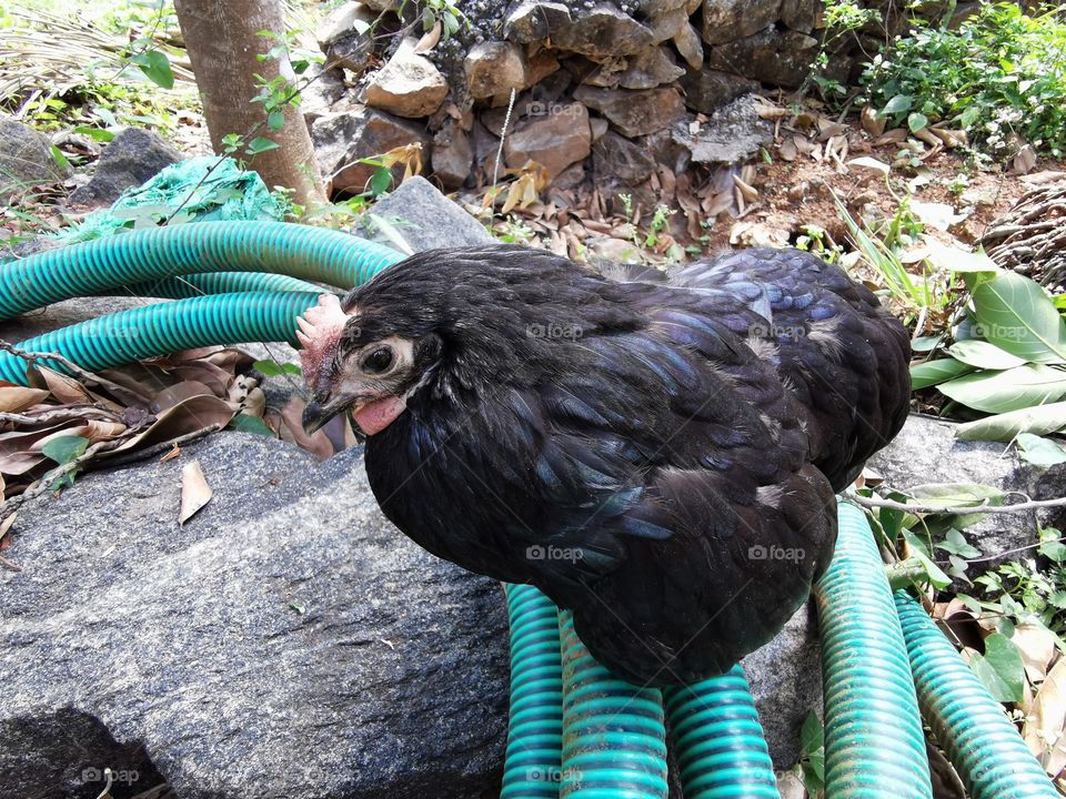 Black Hen sitting on a hose
