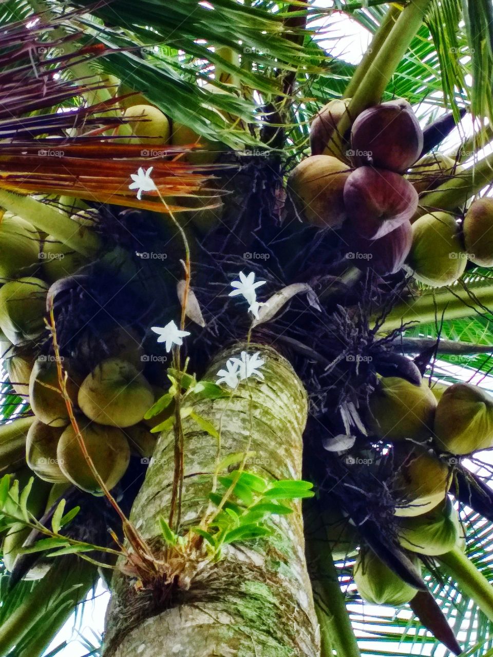 Flower blooming planted on coconuts tree