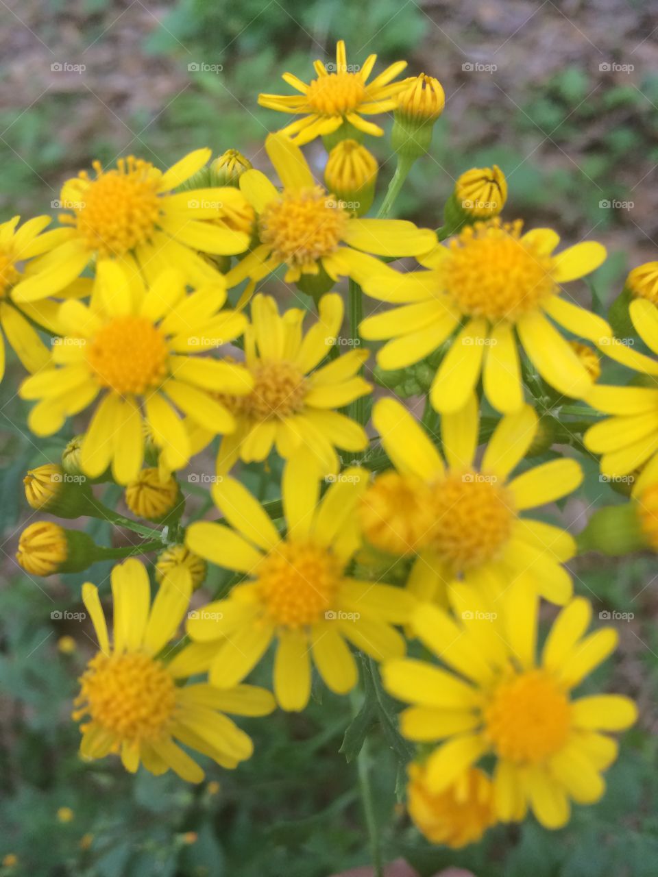 Bright colorful yellow wild flowers