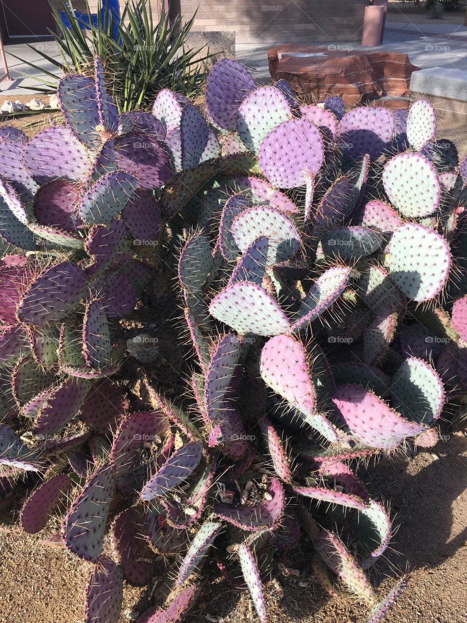 Prickly pear