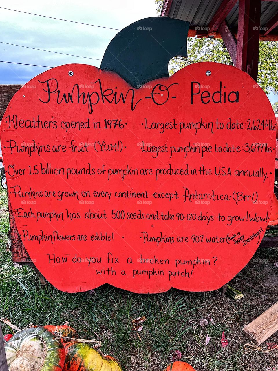 Pumpkin facts, large pumpkin with information, learning at the pumpkin patch, facts about pumpkins 