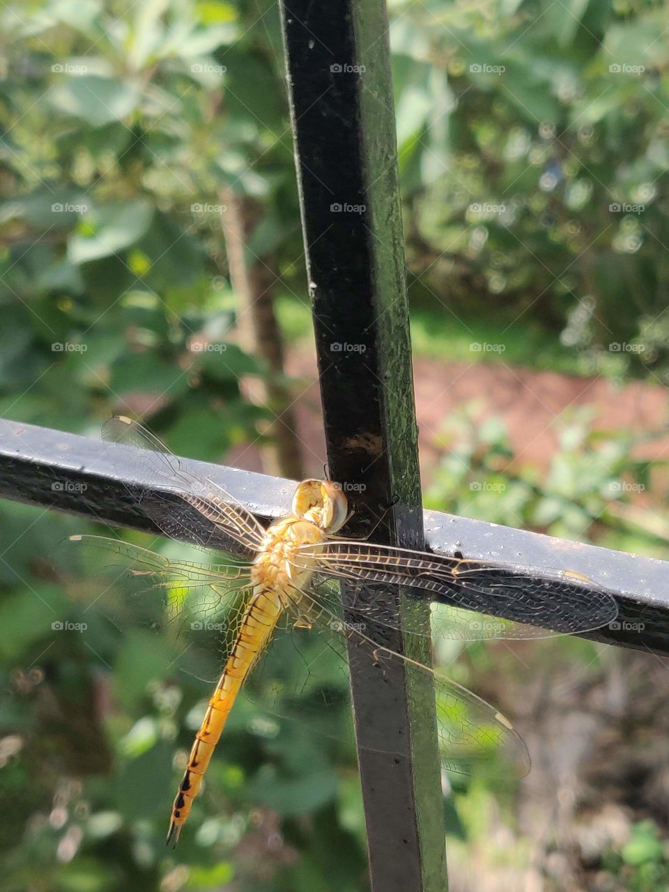 golden colored dragonfly