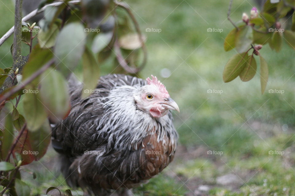 what a poor chicken that's sitting alone under a bush.