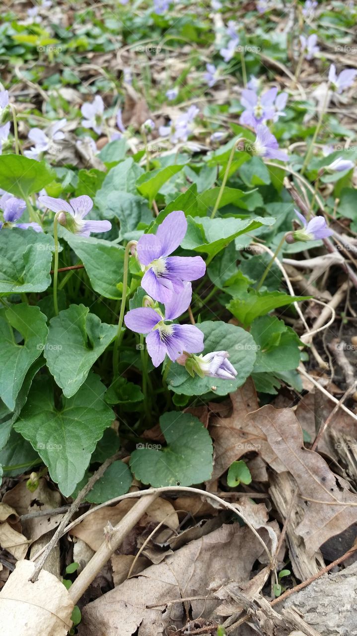 Spring Violets