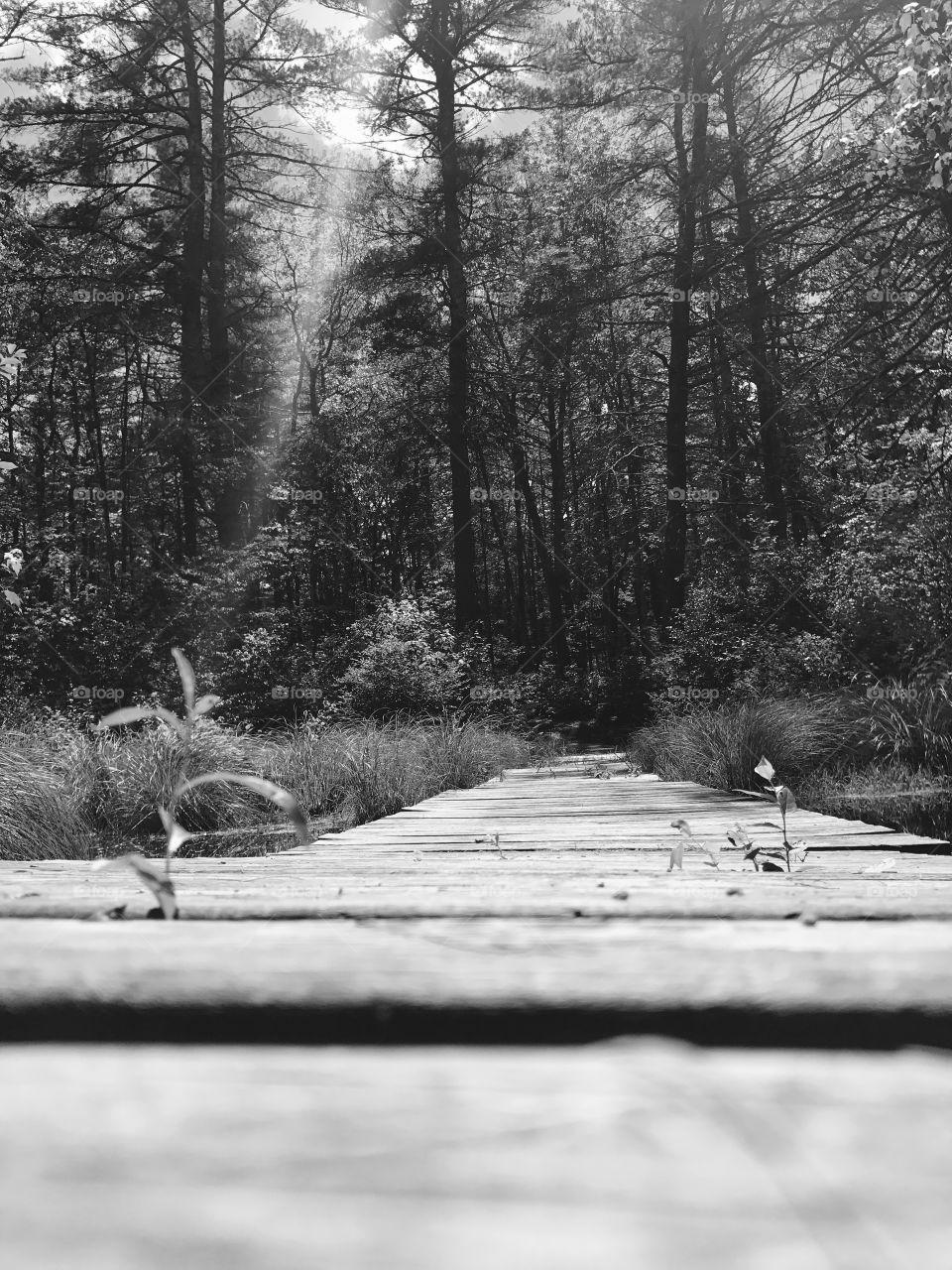 Foot Bridge Pine Brook Camp 