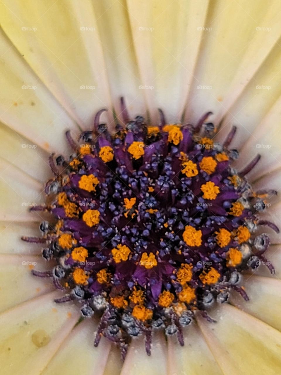 In spring, a kaleidoscope of colors comes alive. A profusion of flowers in every shade—crimson tulips, lavender hyacinths, and snow-white magnolias—transform the landscape into a breathtakingly vivid masterpiece.