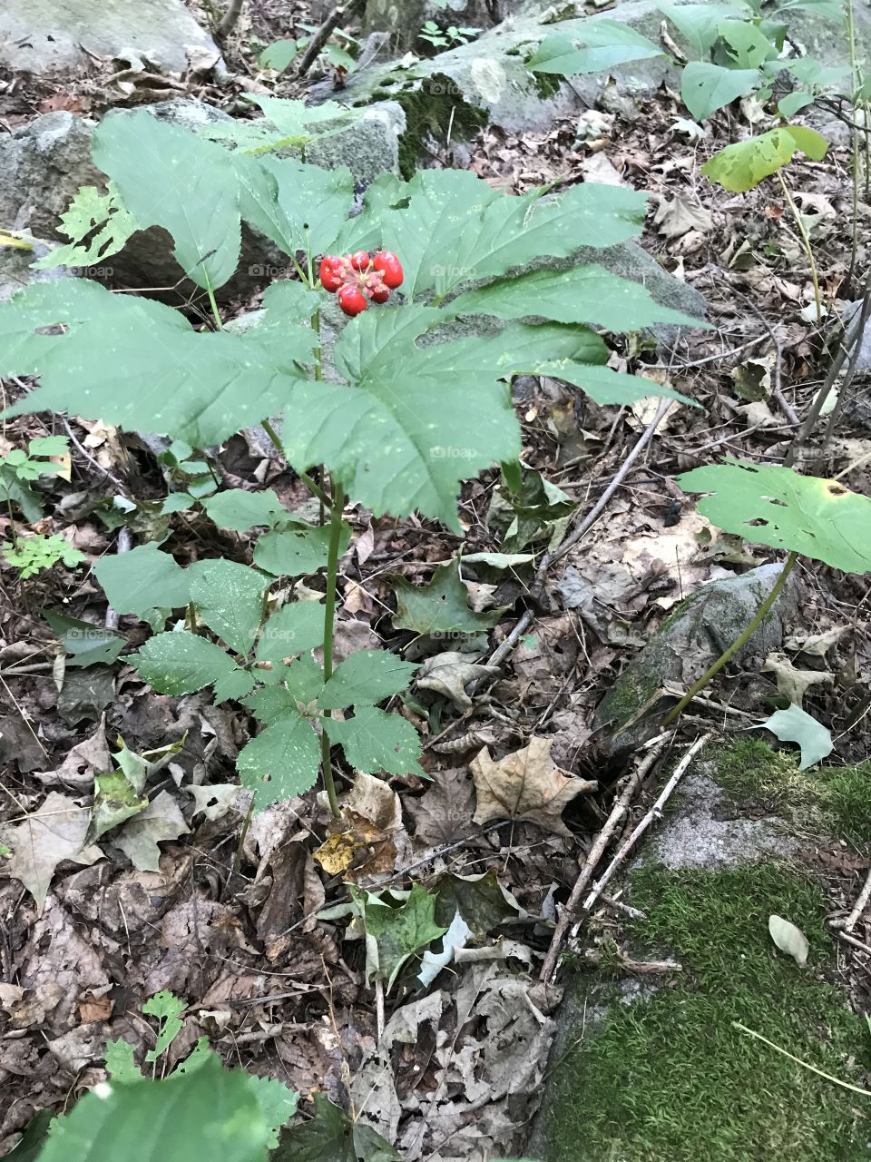A beautiful ginseng plant with bright red berries. 