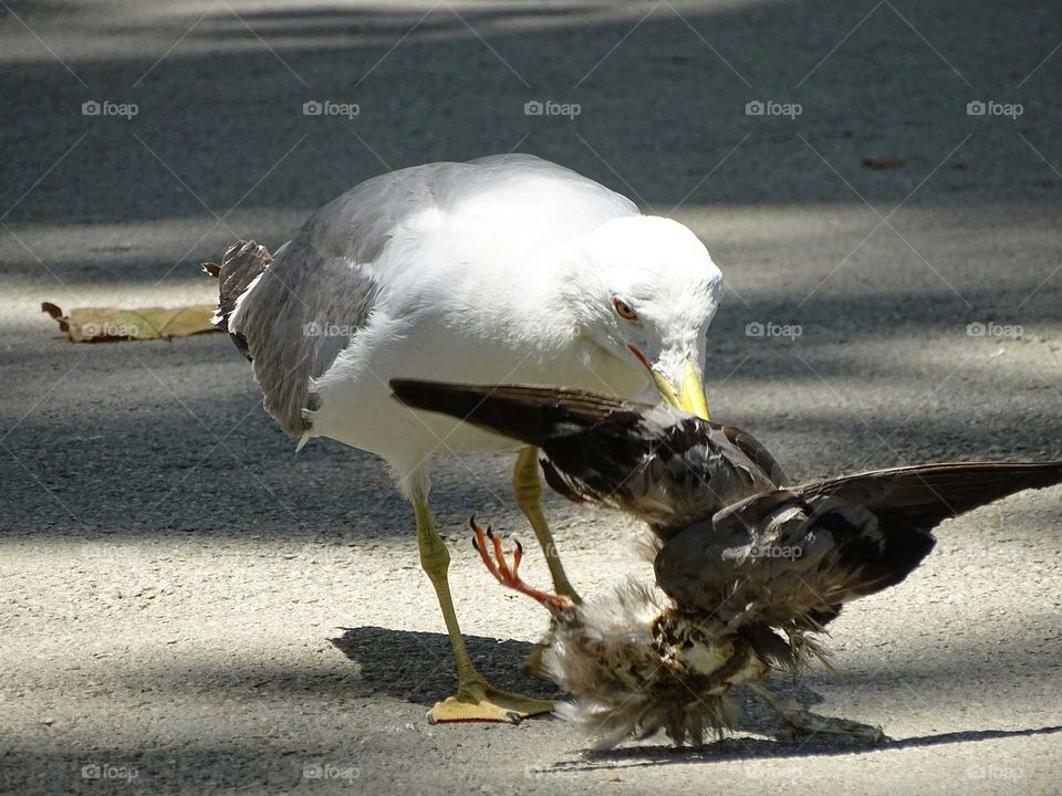 The food of the seagull