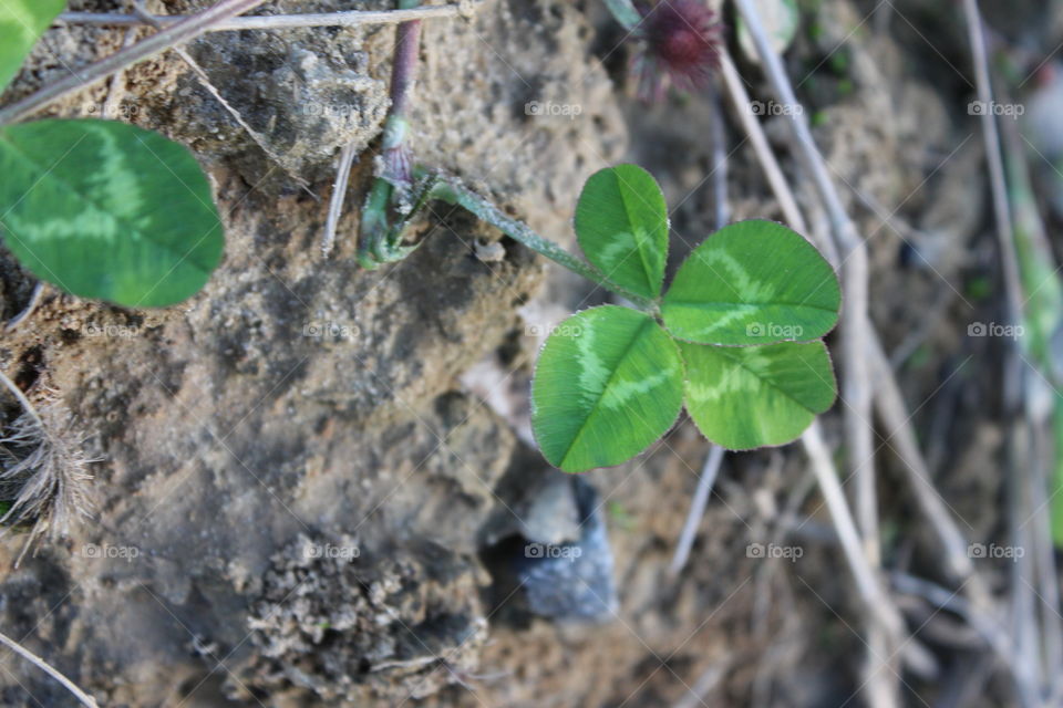 found a four leaf clover