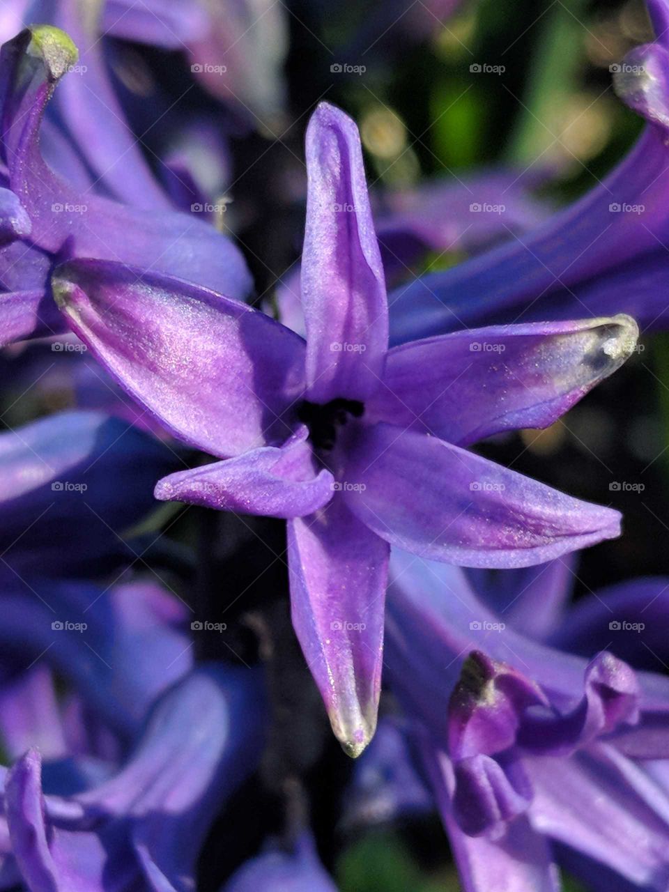 Hyacinth Close up