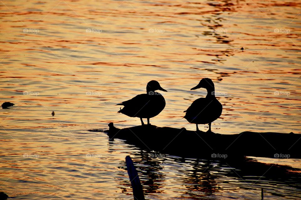Sunset on the lake and two ducks in Indiana 