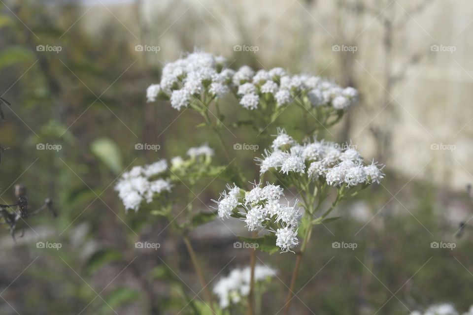 White snakeroot