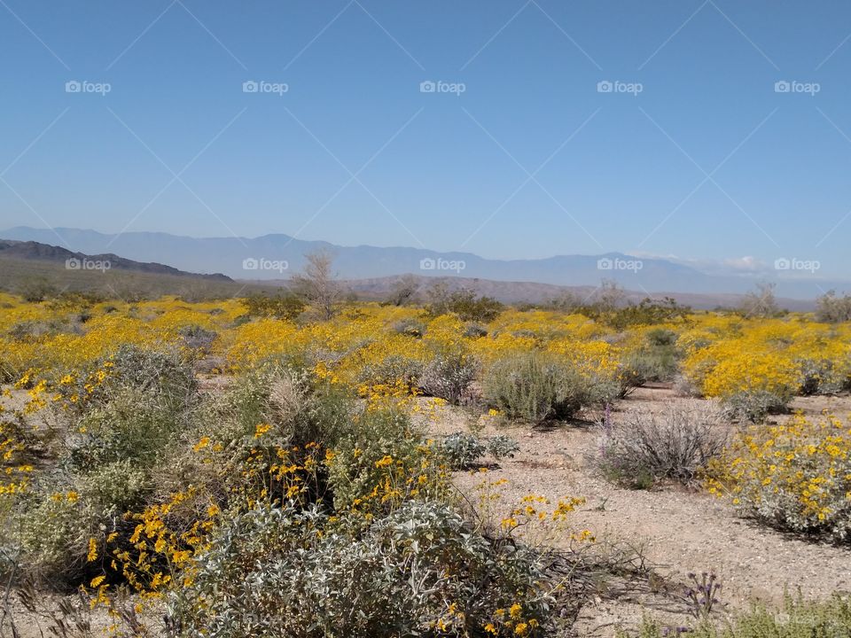 Super Bloom Joshua Tree National Park