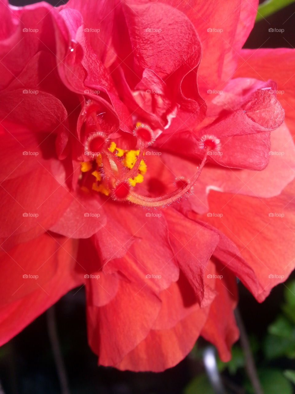 double ruffle hibiscus