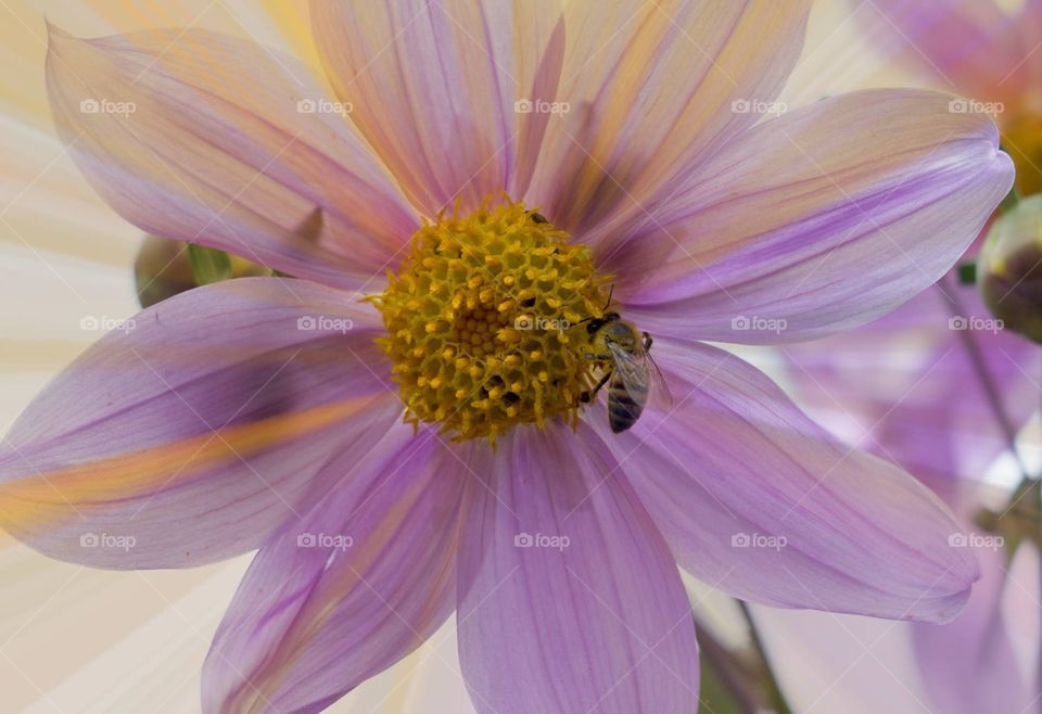 Bee on flower in Guatemala 