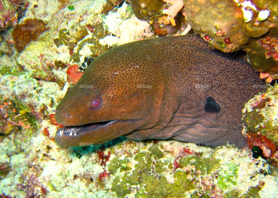 Moray eel