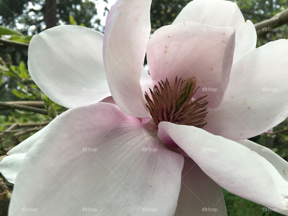 Macro shot of a flower