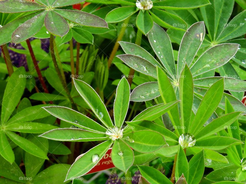 Green leaf