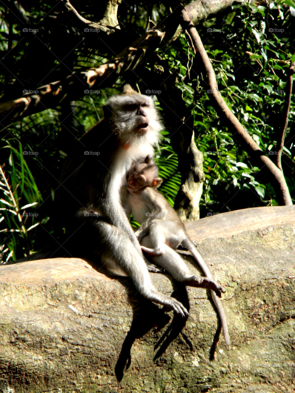 exotic monkey bali indonesia by brunhilda
