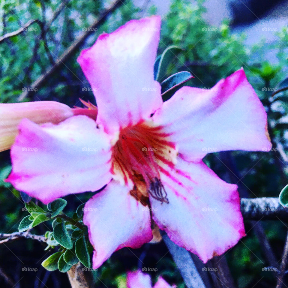 🌹 🇺🇸 Very beautiful flowers to brighten our day.  Live nature and its beauty. Did you like the delicate petals? / 🇧🇷 Flores muito bonitas para alegrar nosso dia. Viva a natureza e sua beleza. Gostaram das pétalas delicadas?