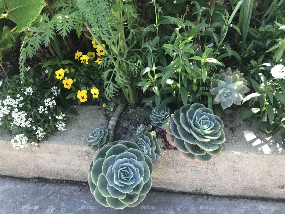 Echeveria in garden border 