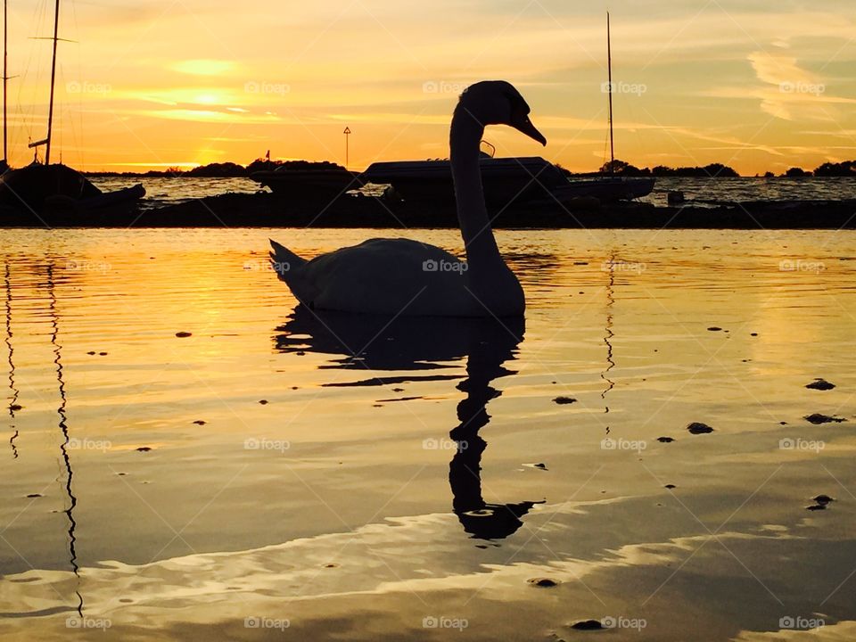 Mute Swan silhouette at dusk . Mute Swan silhouette at dusk 