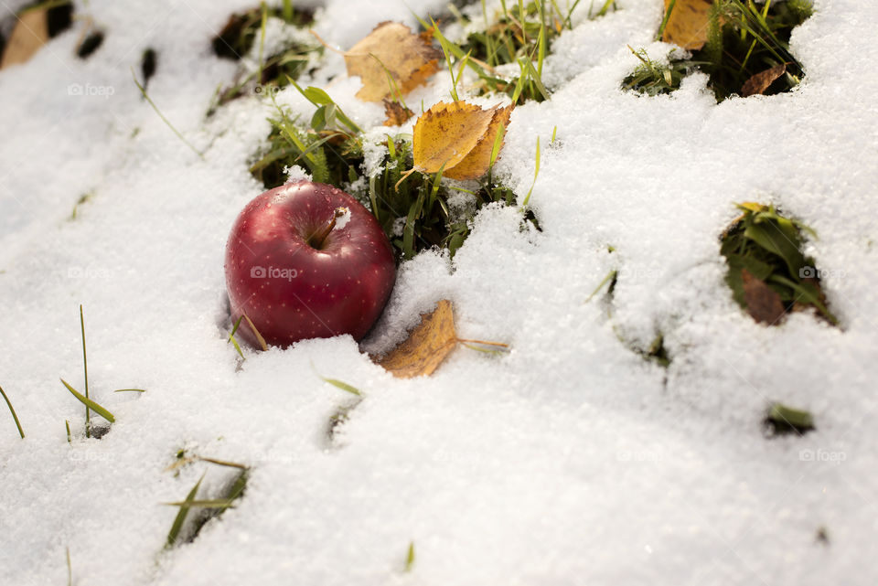 Ripe red apple in winter