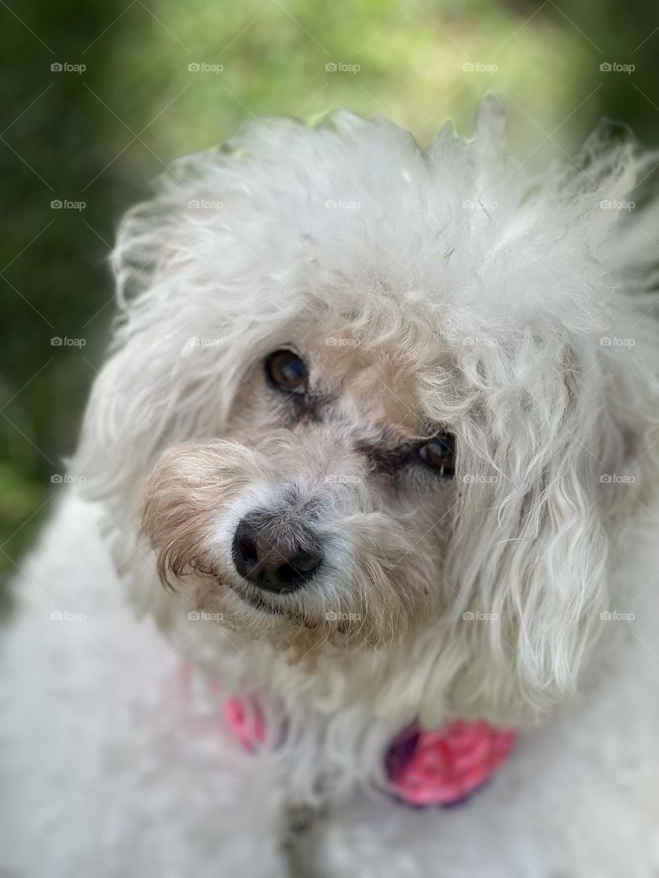 Perrita blanca poodle muy tierna 