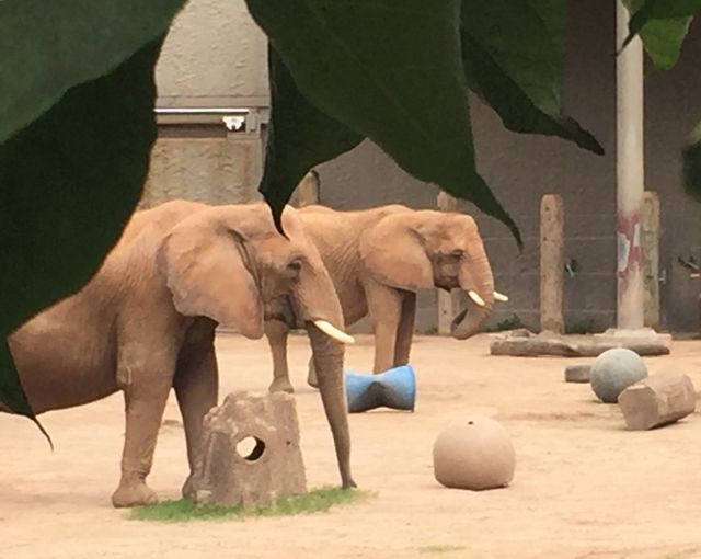 African elephants 
Seneca park zoo 