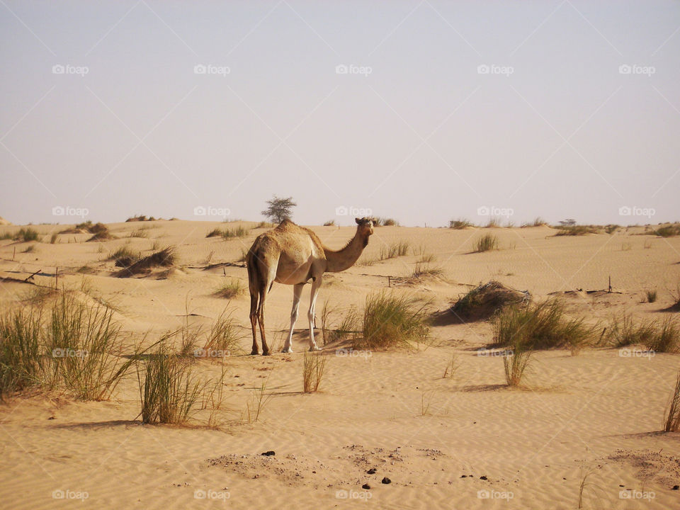 camel look. camel looking at me at Sahara