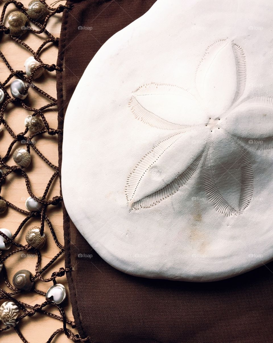 Sand dollar on cloth