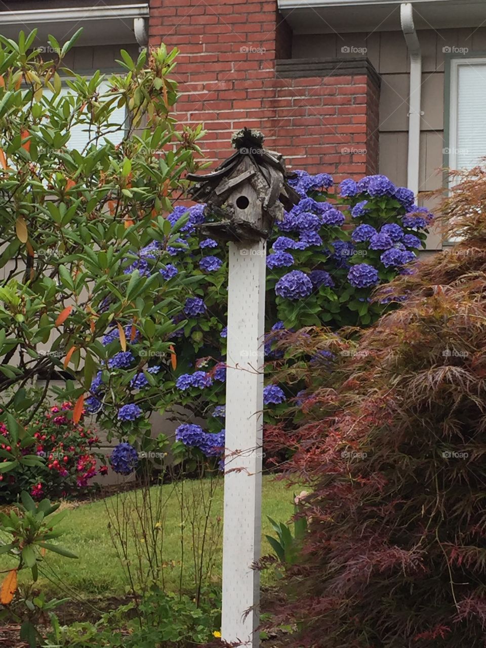Purple flowers and a bird house 