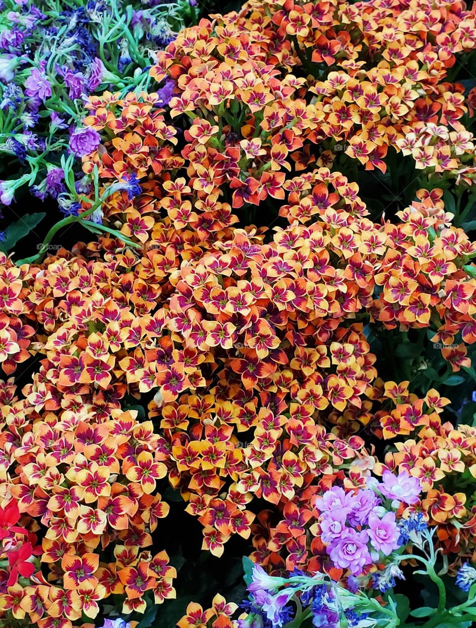 Beautiful Small Flowers in Garden