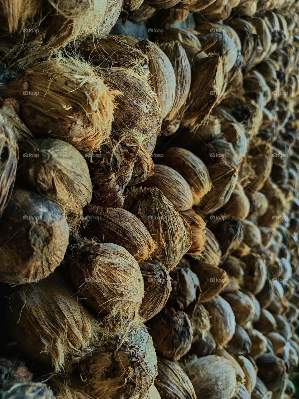 Areca nut or betel nut is dried to be sold in the market