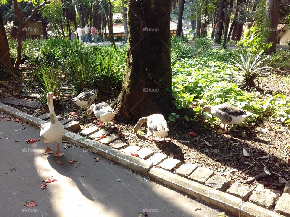 Ducks at Água Branca Park, São Paulo, Brasil