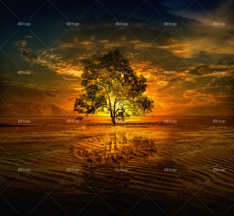 tree at tanjung beach