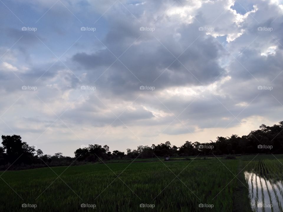 Rice field