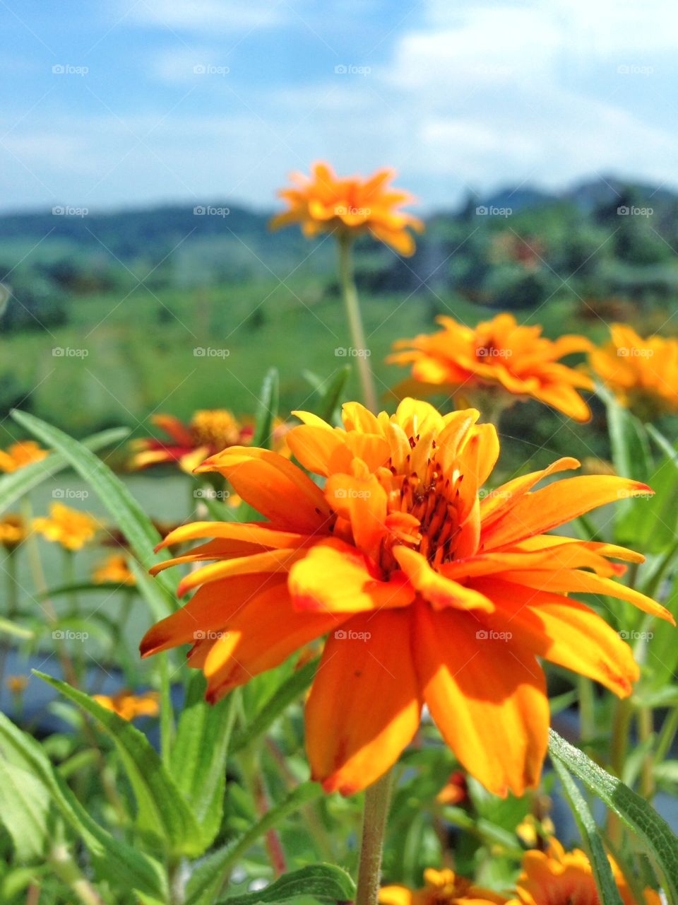 Flowers near and far. Flowers near and far in front of the a green landscape