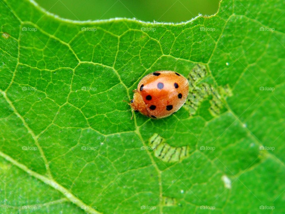 Elevated view of beetle on green leaf