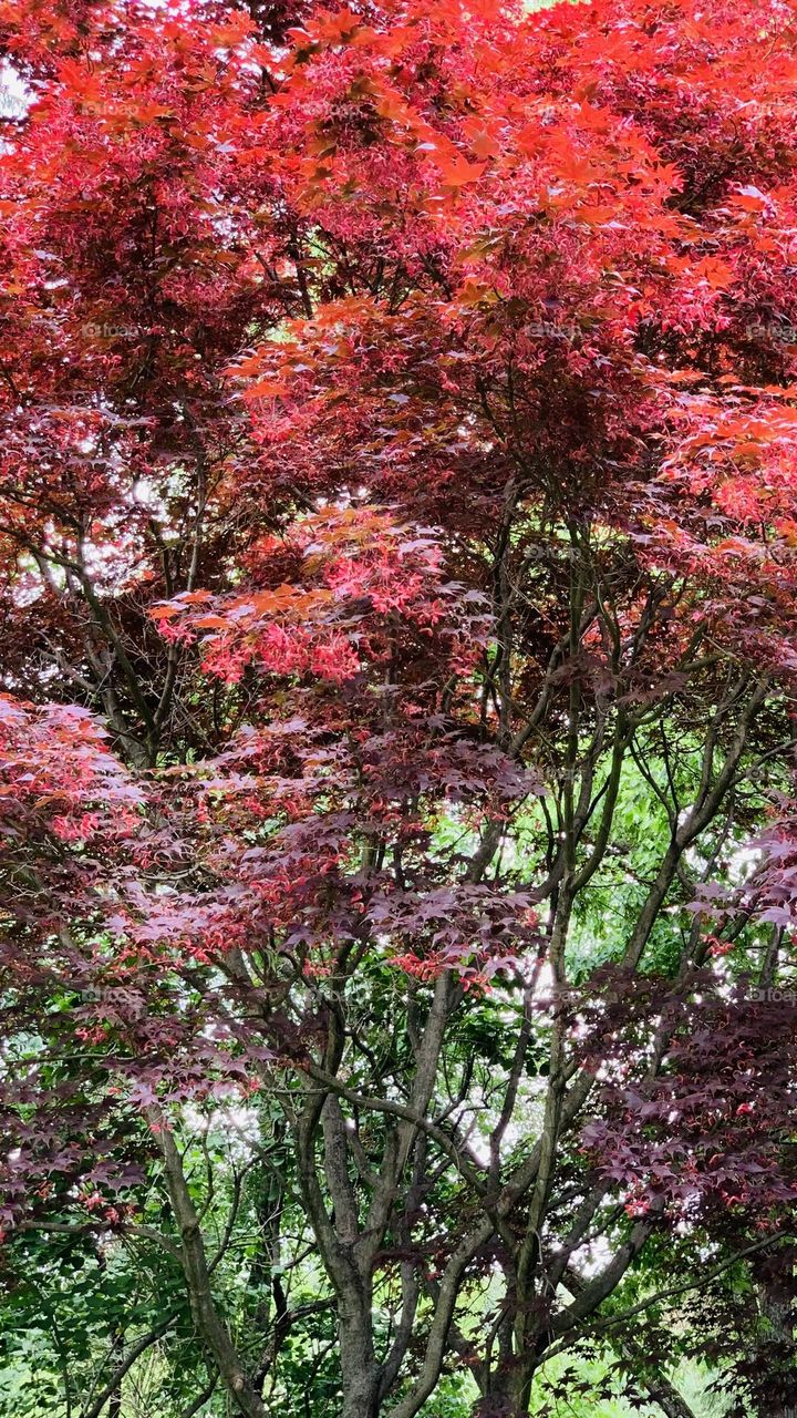Japanese Maple in bloom 