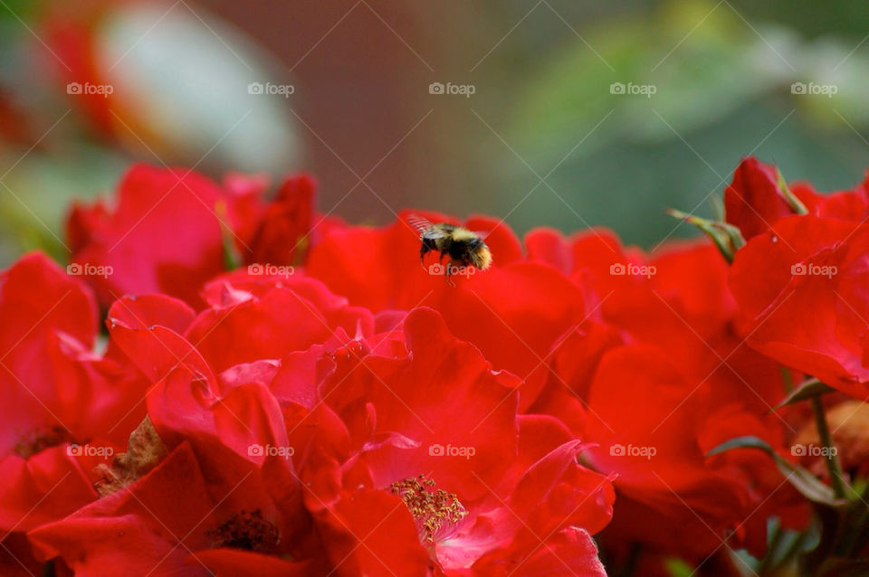 flower red roses bee by mmcook