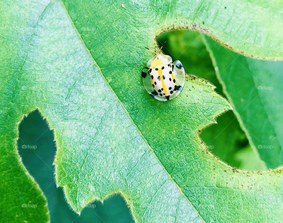 Insect on a leaf