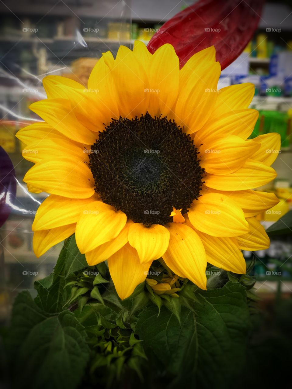 A beautiful sunflower... I have heard that some people thinks that this is a happy flower, as it looks like it is always smiling. I am not sure about that, but it is impressive and beautiful!