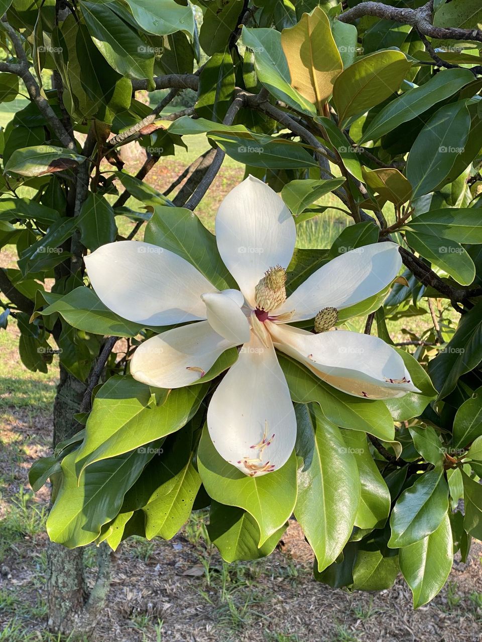 A beautiful magnolia flower 