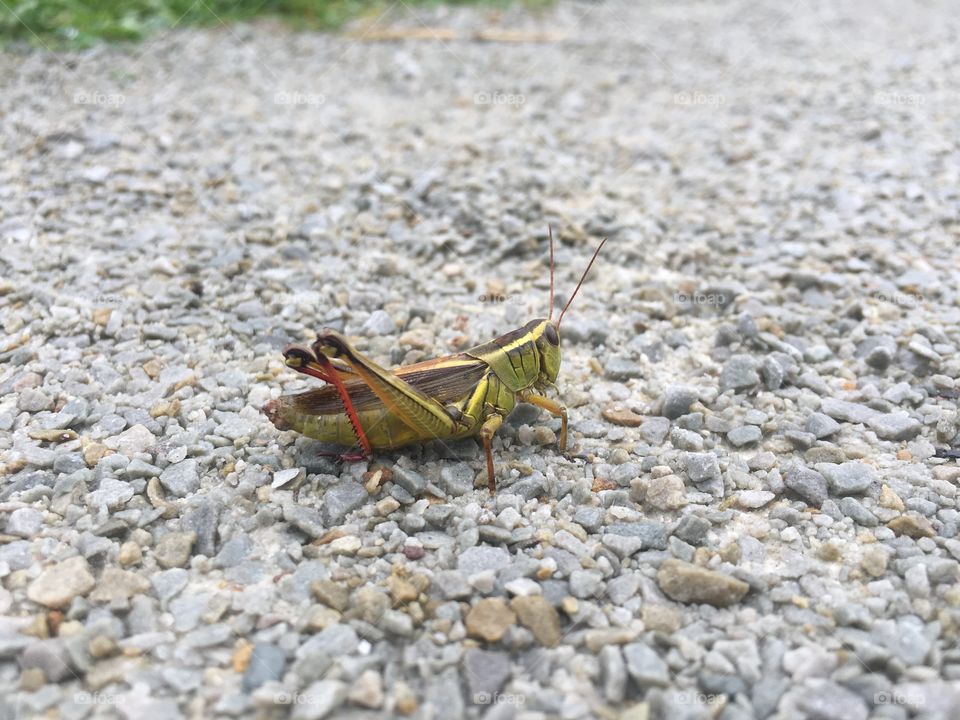 Grasshopper 
