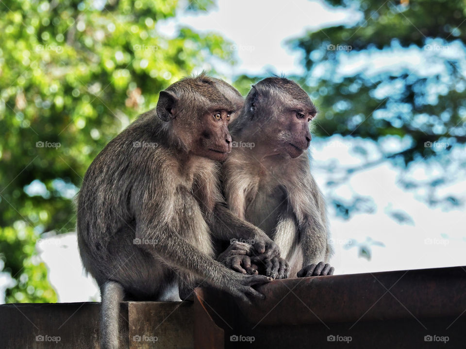 Macaque monkeys 